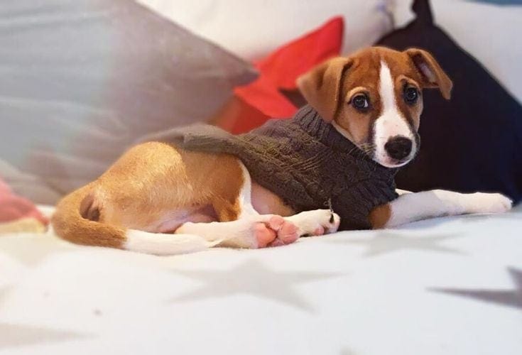 Norský lundehund