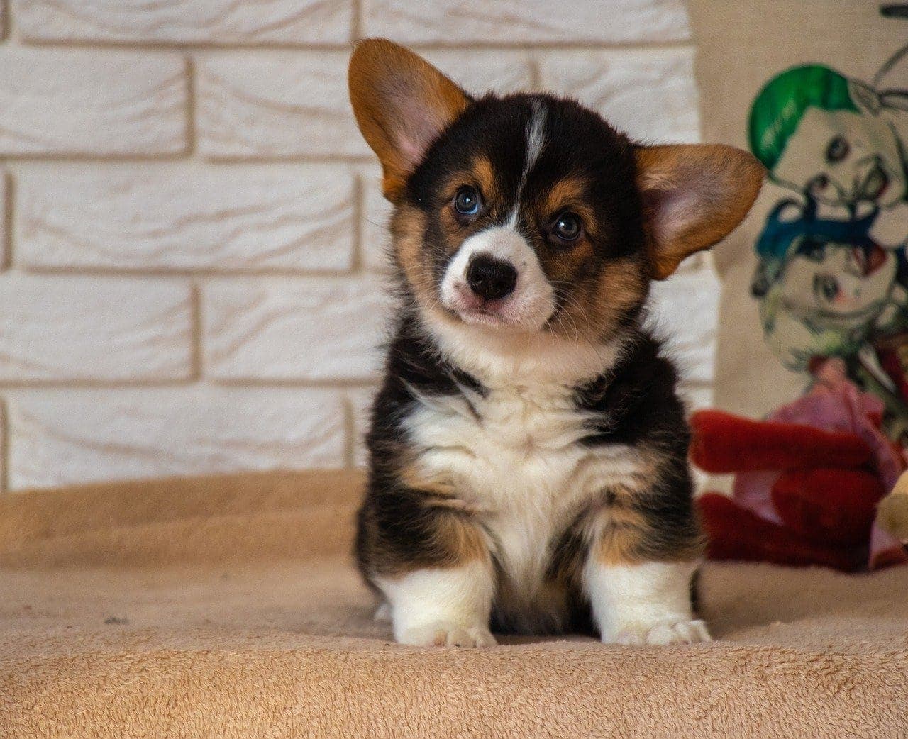 Jsou Corgis hypoalergenní? Fakta a časté dotazy