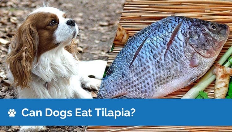 mohou psi jíst tilapii2