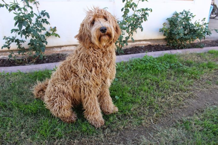 7 střihů a stylů labradoodle v roce 2023 (s obrázky)