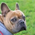 Oblečení od Aurora Pets