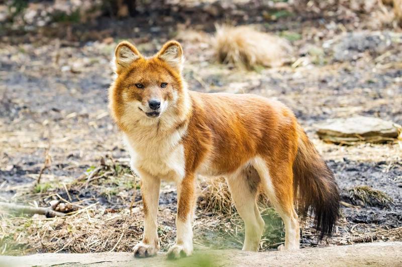Krásný dhole divoký pes stojící portrét na letní den