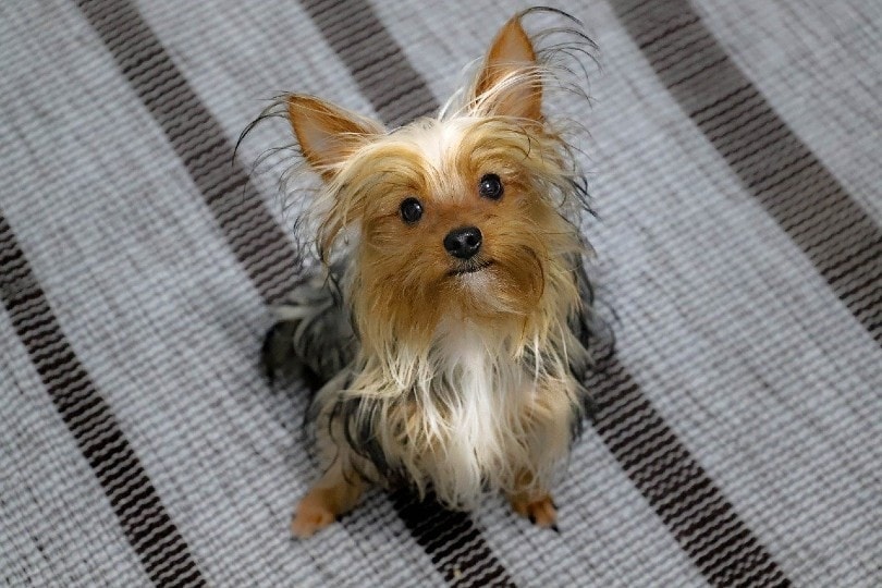 parti yorkie vzhlédl