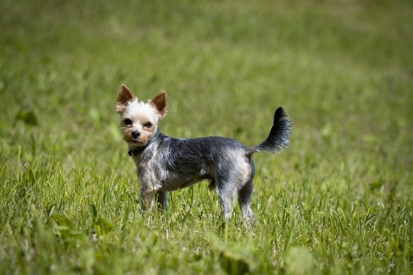 parti yorkie stojící na trávě
