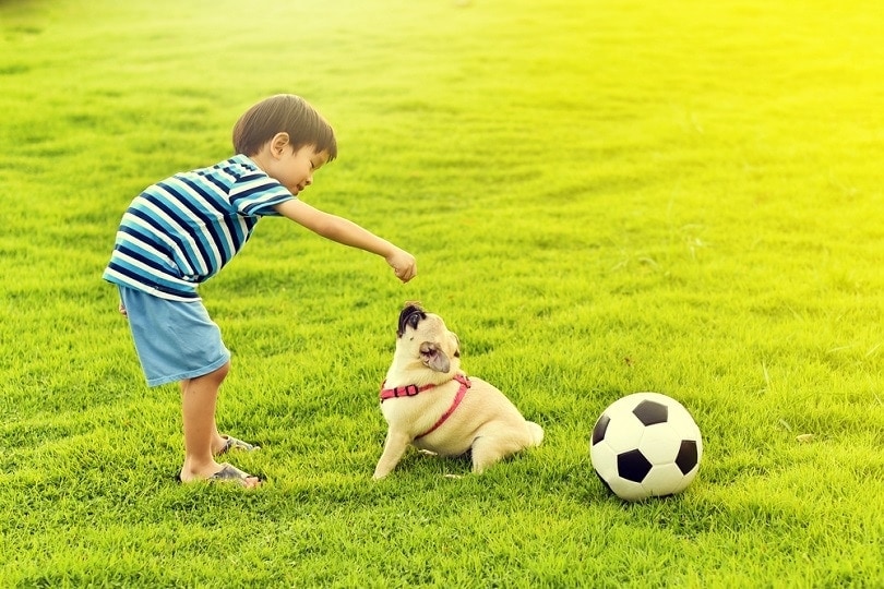 Pug-dog-walk-in-the-park_Kirill-Konstantinov_shuttersttock
