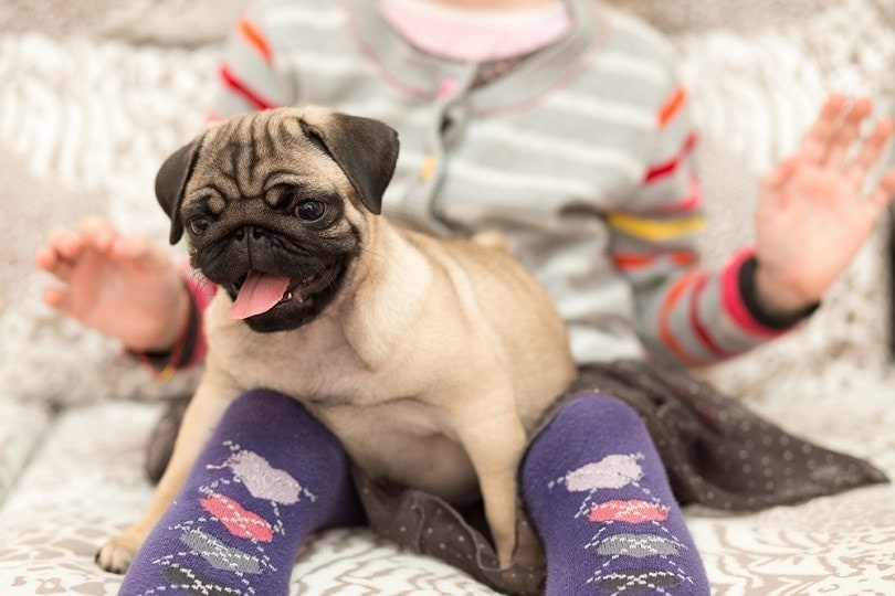 mops štěně hraje s dívkou