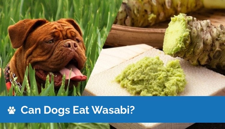 Mohou psi jíst wasabi? Průvodce fakty a bezpečností schválenými veterinářem