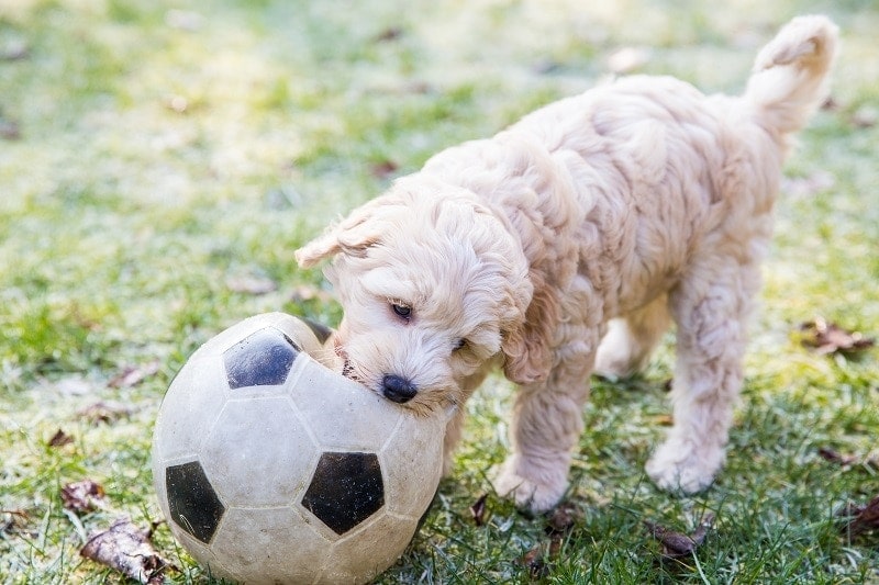 Trénink Labradoodle_shutterstock_angeline Dobber
