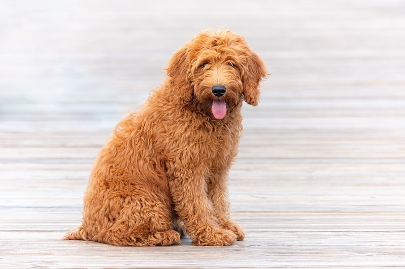 Goldendoodle_shutterstock_matthew yoder