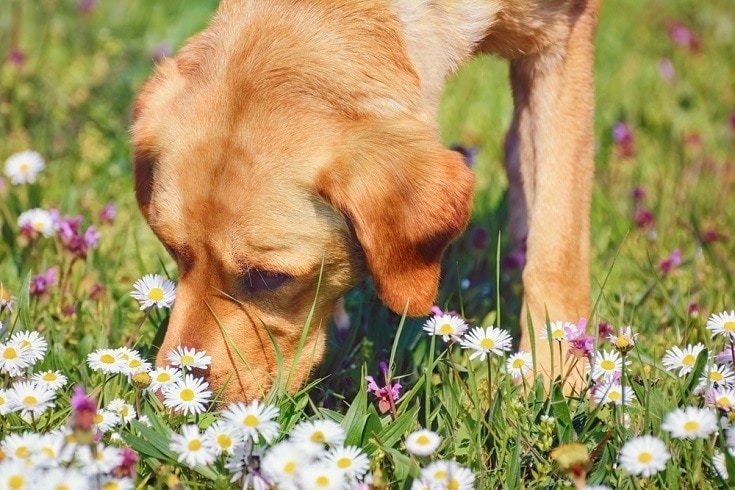 Pes čichající heřmánky FLowers_Shutterstock_Sergej Razvodovskij