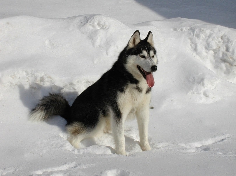 Sibiřský husky v zimě