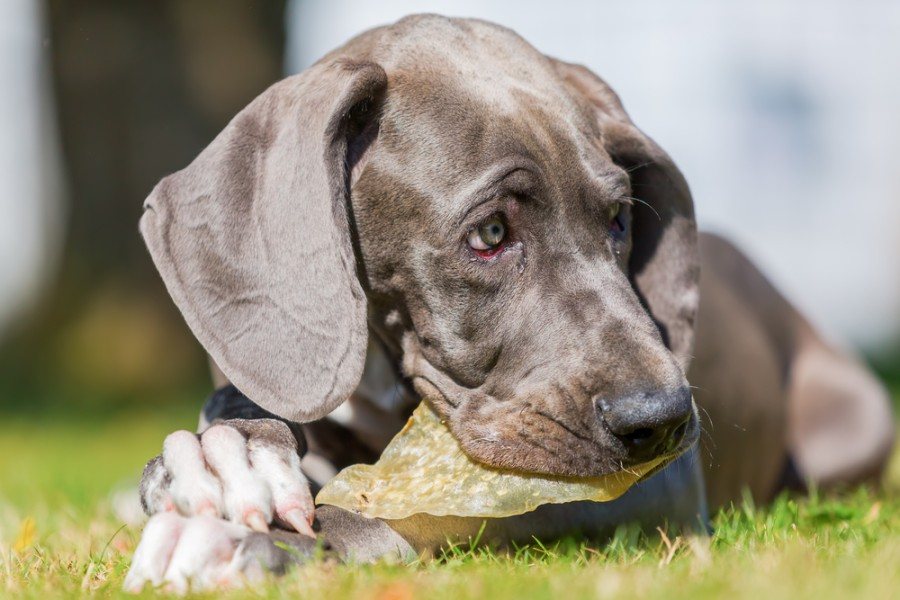 obrázek německé dogy puppy_chrstian mueller_shutterstock