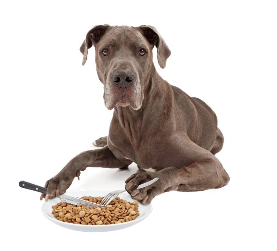 modrá německá doga ležící proti bílému background_susan schmitz_shutterstock