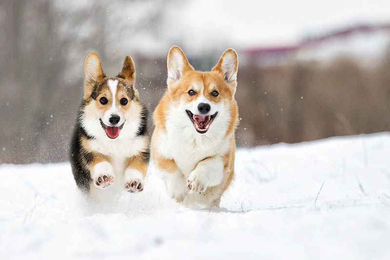 Velšský corgi pes běží venku ve sněhu