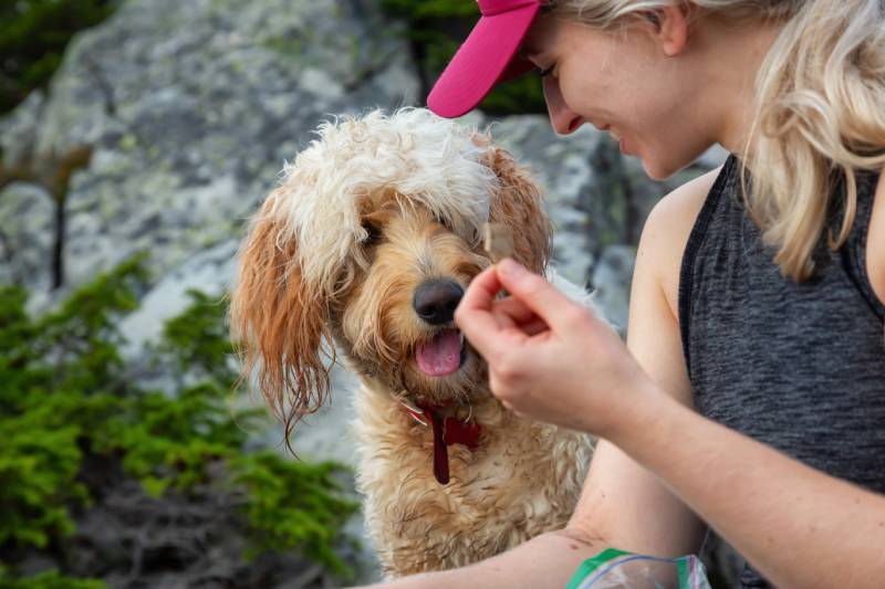 žena tramp tráví čas se svým zlatým labradoodle psem v přírodě, která dává léčit