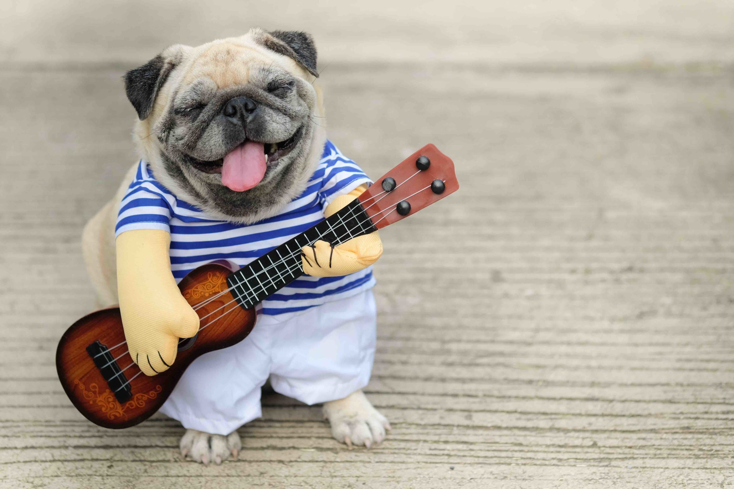 šťastný pes hraje na ukulele