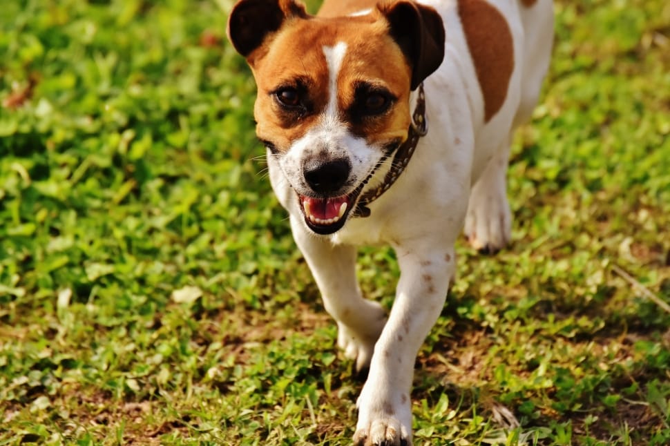 jack russel buldok mix