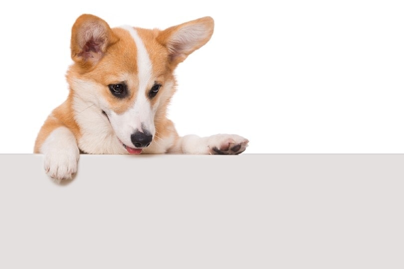 corgi pes olizující zeď