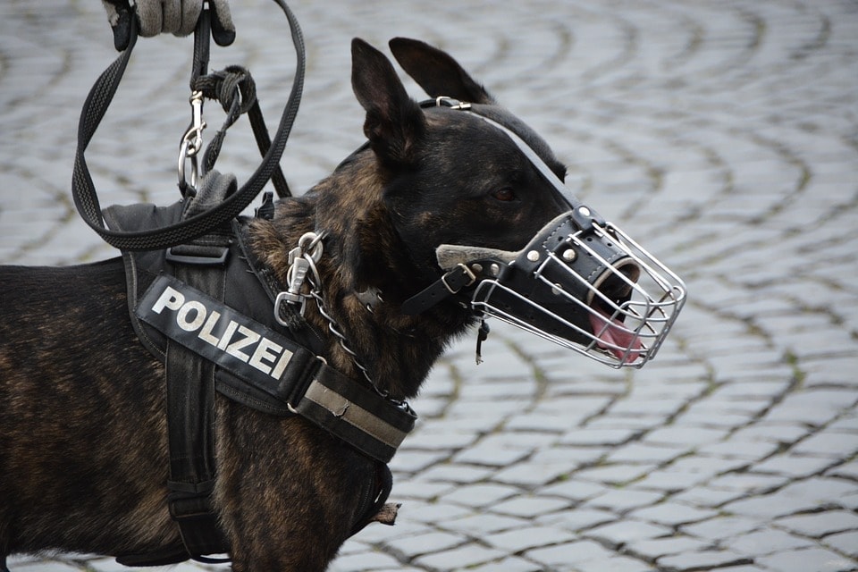policejní pes s náhubkem a vodítkem