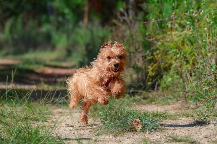 Běžící Yorkie