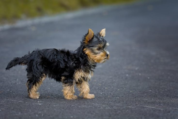 Šálek Yorkie