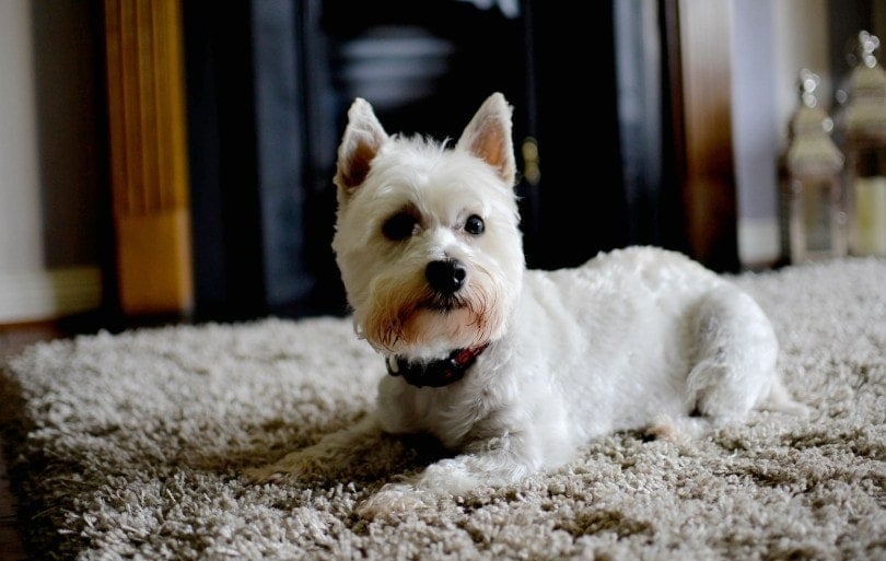 100+ jmen Yorkie: Nápady pro chytré a roztomilé psy