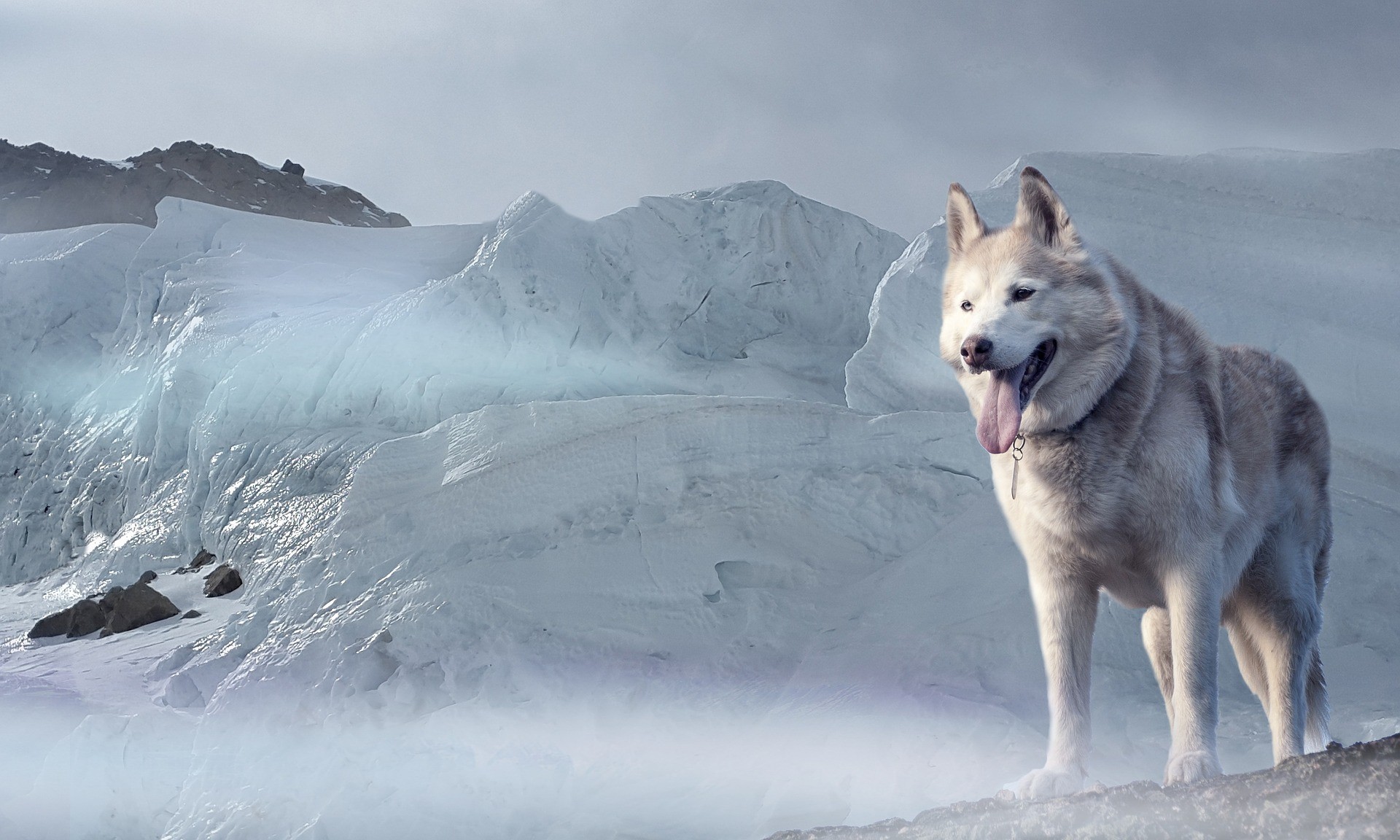 Bílý vlčí pes husky ledovec Aljaška