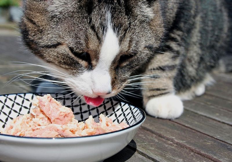 Cat ag ithe tuna