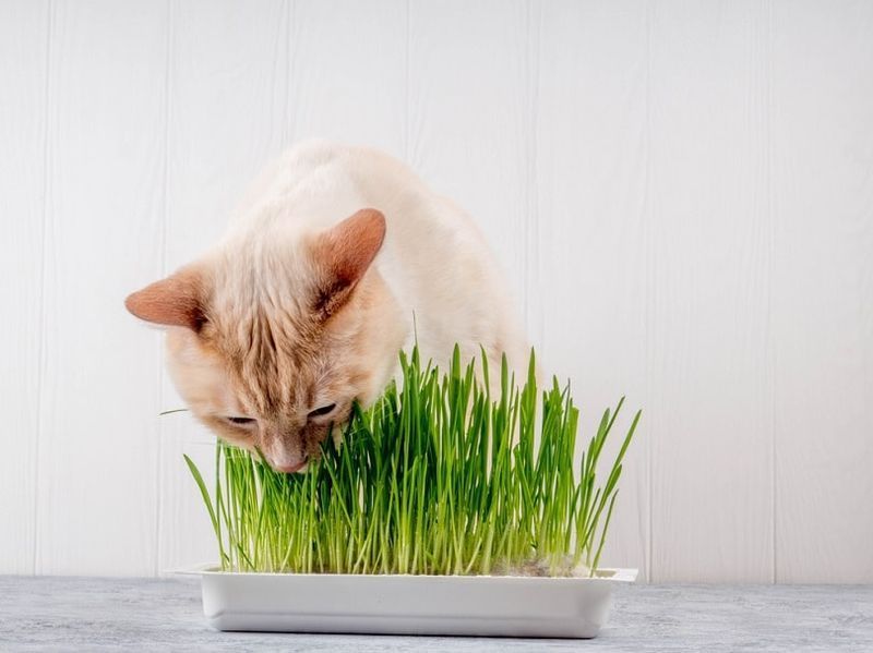 Köttur að borða ferskt grænt gras