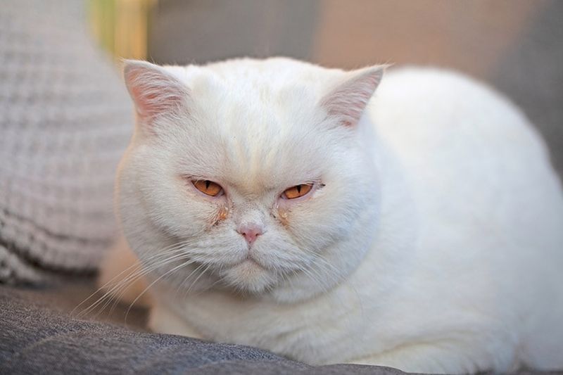 een witte britse korthaar kat met tranende ogen afscheiding