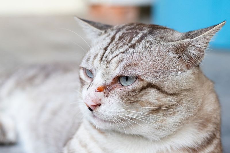 Kattenoog