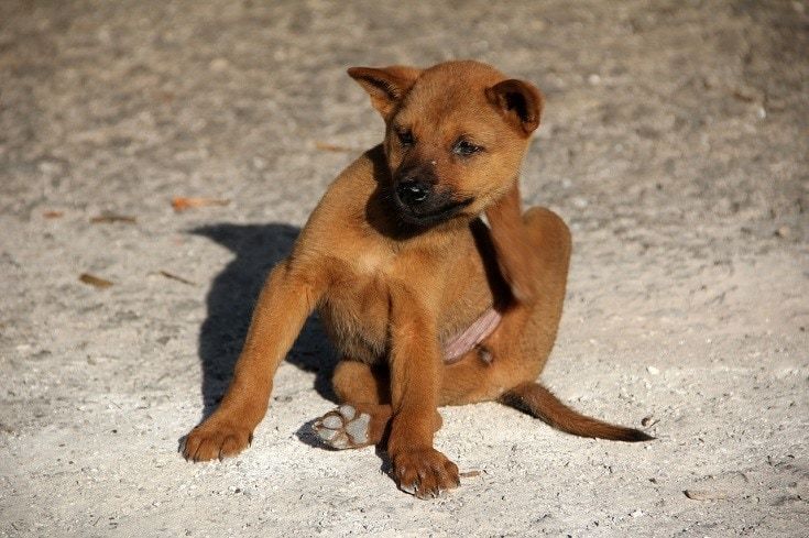 Jeukende hond_shutterstock_TamaraLSanchez