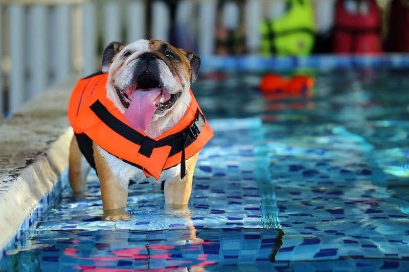 Hund in Schwimmweste