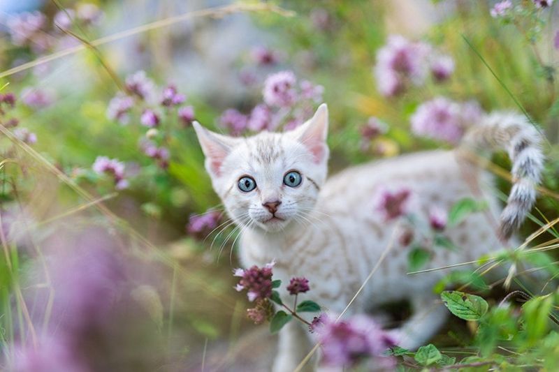 Kat Oregano