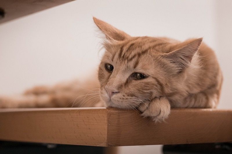 verdrietige kat