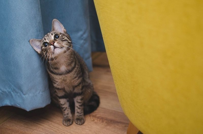 cat 'na shuidhe