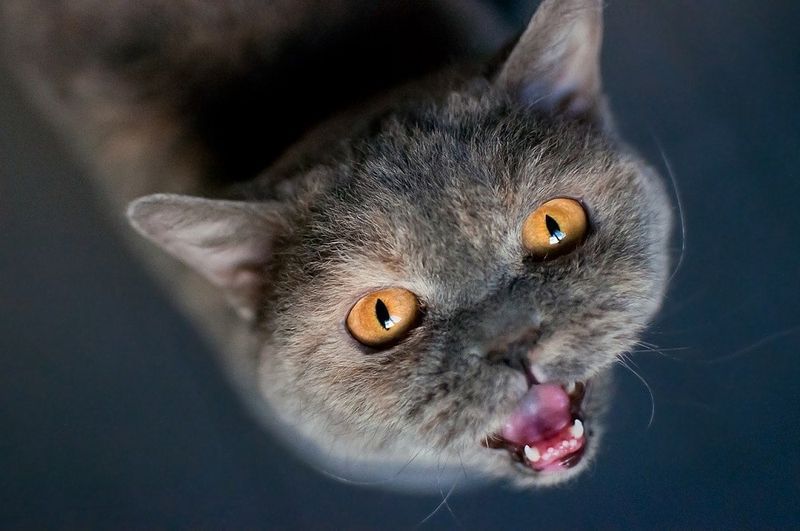 cat meow