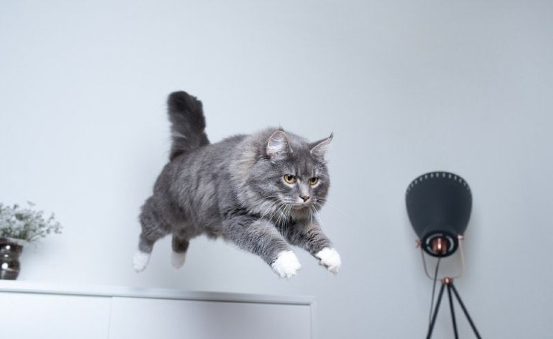 sinine tabby maine coon kass