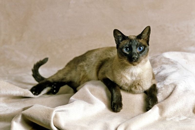 Seal Point Siamesische Hauskatze
