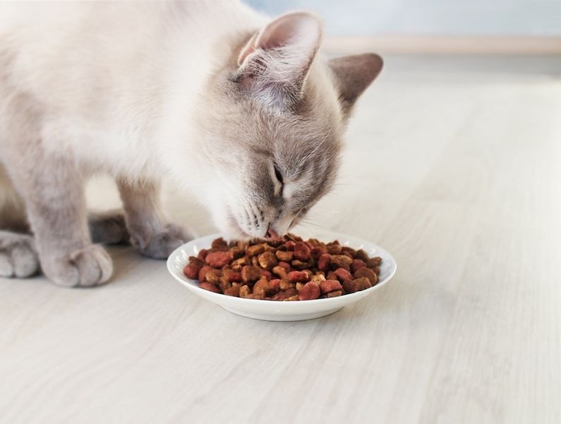 Siamkatze frisst Trockenfutter