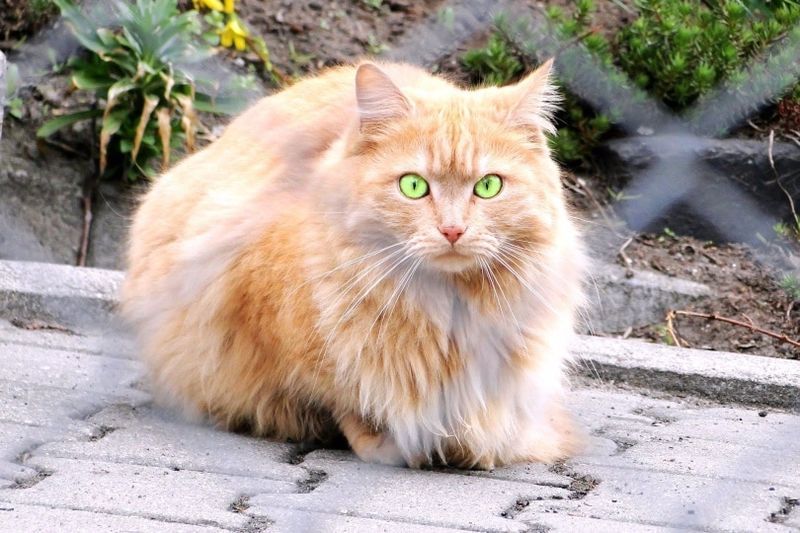 Cat Peirsinneach
