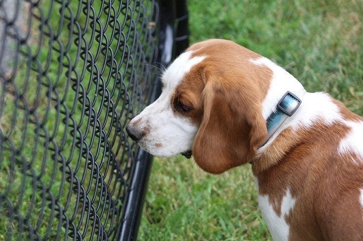 Trist Beagle
