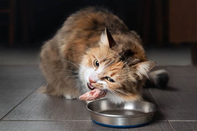 chat mangeant du poulet cru