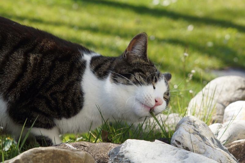 chat mange de l