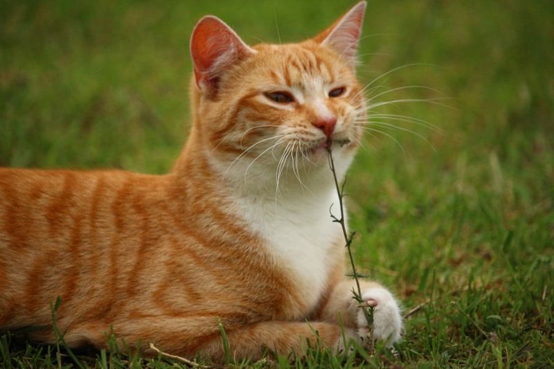 Pour quelle raison les chats mangent-ils de l’herbe ? Est-elle sans danger pour eux ?