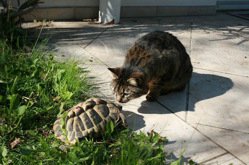 gatto che guarda la tartaruga