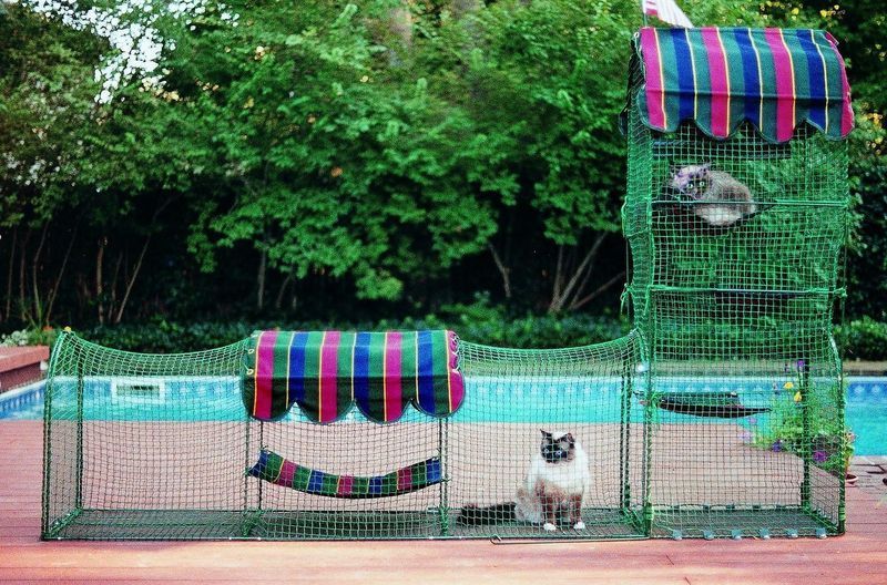 zwei Katzen in einem Catio am Pool