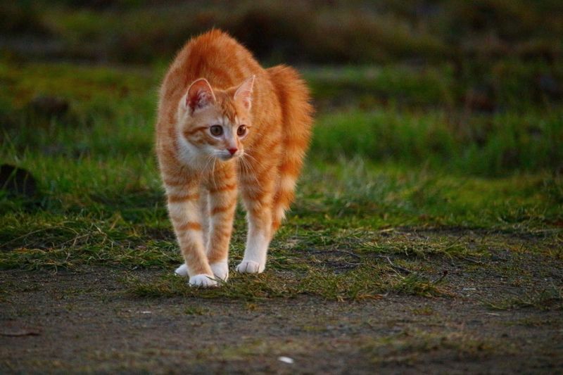 оранжева котка, извиваща гърба си