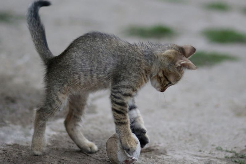 коте изви гръб