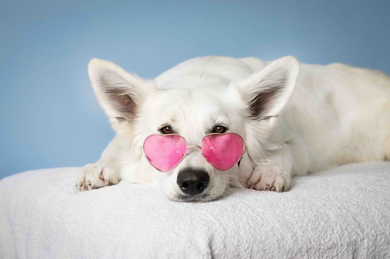 zonnebril met witte hond